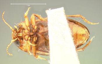 Media type: image;   Entomology 5983 Aspect: habitus ventral view